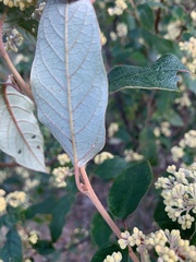 Pomaderris intermedia