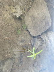 Fimbristylis vahlii