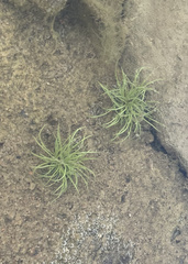 Fimbristylis vahlii