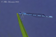 Enallagma doubledayi