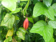 Passiflora rubra