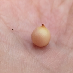 Acrothamnus colensoi