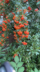 Pyracantha coccinea