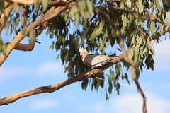 Eolophus roseicapilla