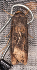 Agrotis ipsilon