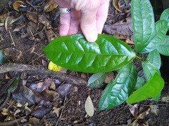 Pycnarrhena novoguineensis