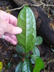 Pycnarrhena novoguineensis