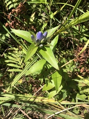 Gentiana andrewsii