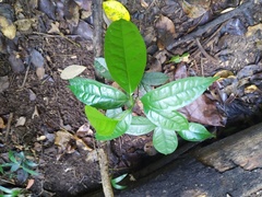 Pycnarrhena novoguineensis