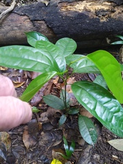 Pycnarrhena novoguineensis