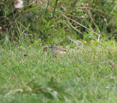 Acanthiza chrysorrhoa
