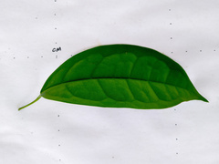 Pycnarrhena novoguineensis