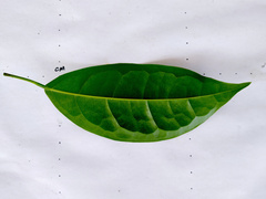 Pycnarrhena novoguineensis