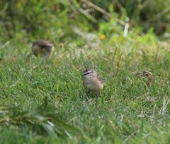 Acanthiza chrysorrhoa