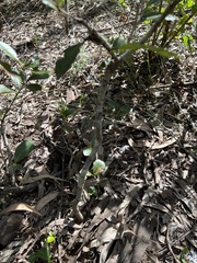 Denhamia bilocularis