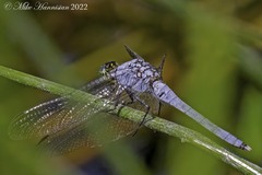 Erythemis simplicicollis