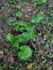 Ligularia fischeri