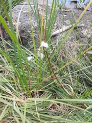 Eriophorum gracile