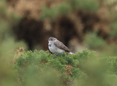 Epthianura albifrons