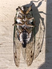 Neotibicen linnei