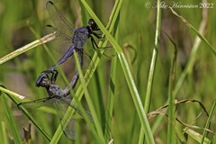 Libellula incesta
