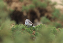 Epthianura albifrons