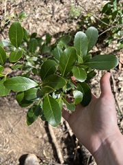 Denhamia bilocularis