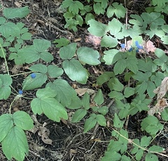 Caulophyllum thalictroides