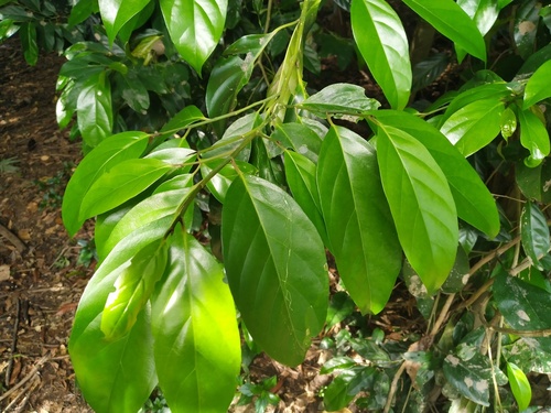 Buff beech (Gomphandra australiana)