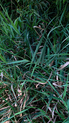 Phalaris arundinacea