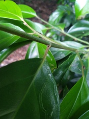 Gomphandra australiana