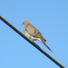 Zenaida macroura carolinensis
