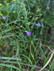 Agalinis tenuifolia