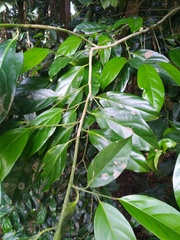 Gomphandra australiana