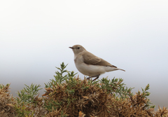 Epthianura albifrons