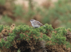 Epthianura albifrons