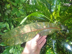 Codiaeum variegatum