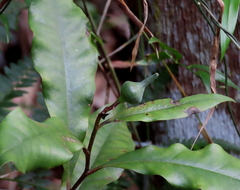 Eupomatia bennettii