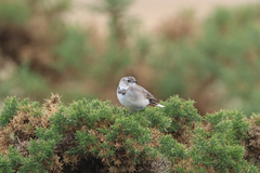 Epthianura albifrons