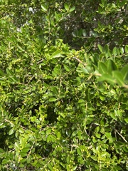 Ilex vomitoria