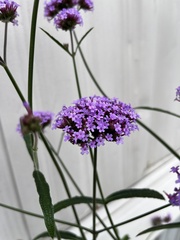 Verbena bonariensis