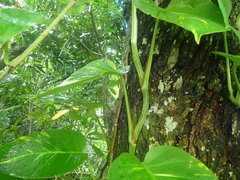 Epipremnum aureum