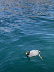 Fulica ardesiaca