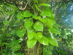 Epipremnum aureum