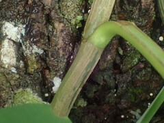 Epipremnum aureum
