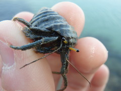 Clibanarius longitarsus