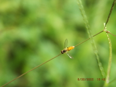 Toxomerus floralis