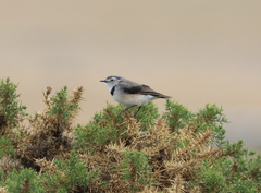 Epthianura albifrons