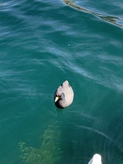 Fulica ardesiaca