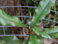 Eupomatia bennettii